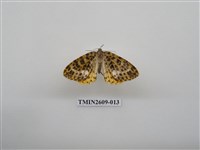 藏品(尺蛾124)的圖片